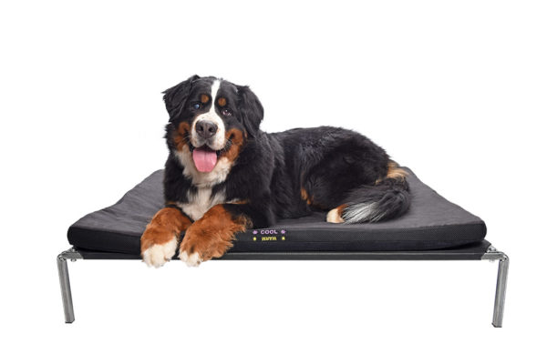 patrick-relaxes-on-all-seasons-mattress-for-dogs