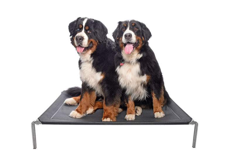premium-heavy-duty-galvanised-bed-for-extra-large-dogs